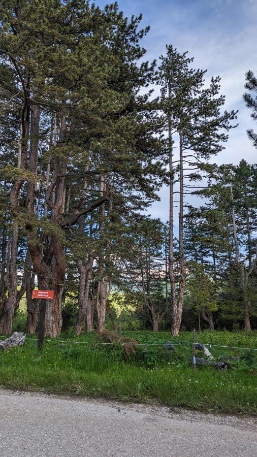 Aa Pine Vikendica Za Izdavanje U Srcu Zapadne Srbije Chalet *