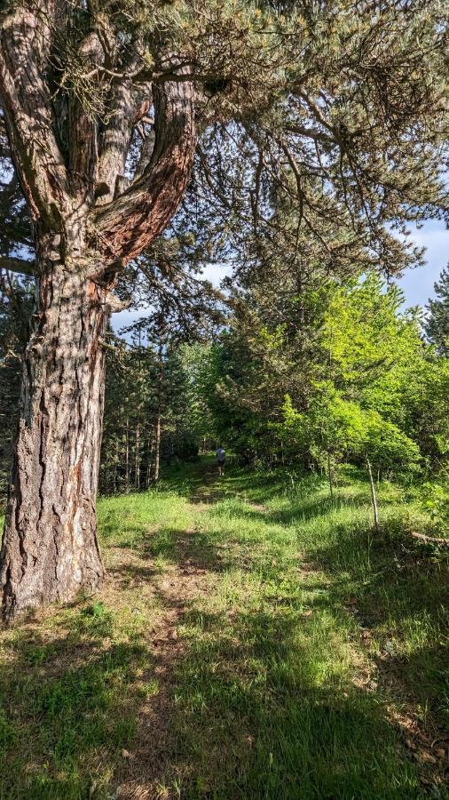 Chalet Aa Pine Vikendica Za Izdavanje U Srcu Zapadne Srbije